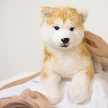 Pet toy store returns over 10000 customers with four different colors of plush pet toys Chongker simulation Akita dog doll dolls, puppies, giving girls birthdays and children's gifts