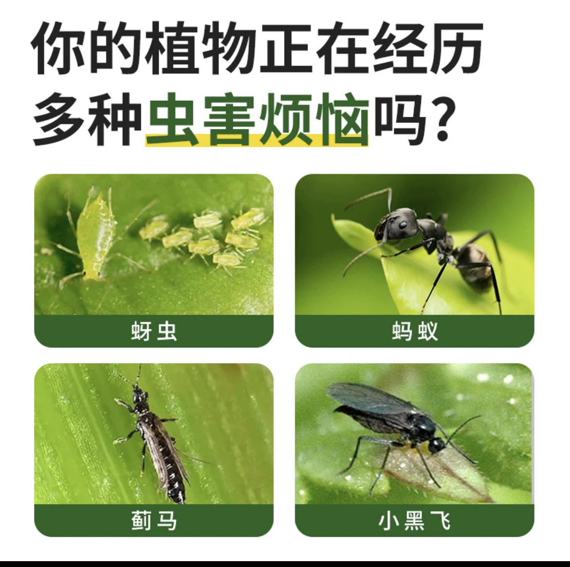 【3代虫虫净】花肥谷呋虫胺：花卉植物的守护神，多肉月季通用神器！