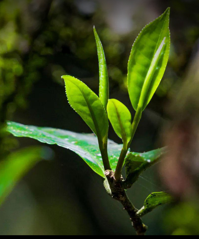 召树屯云南普洱茶熟茶碎银子500g