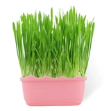 Betian Cat Grass Seed Hydroponic Catmint Cat Snack -снятая шарико