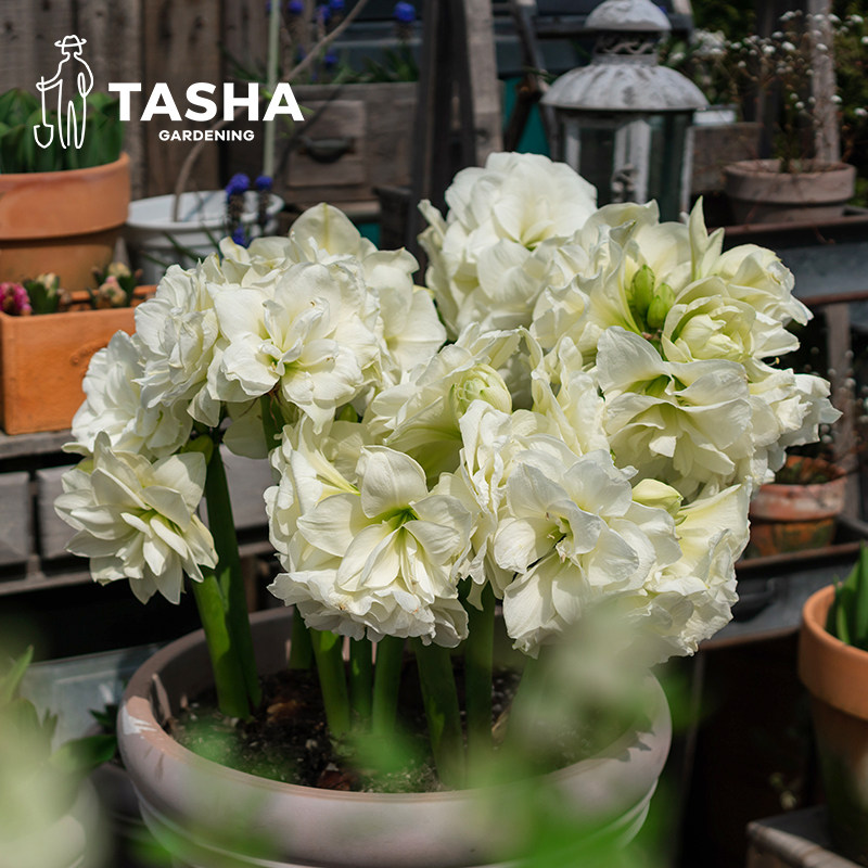 Rose Power! 绽放美丽秘密,玫瑰花的拼音大揭秘💖-生活-淘宝百科网