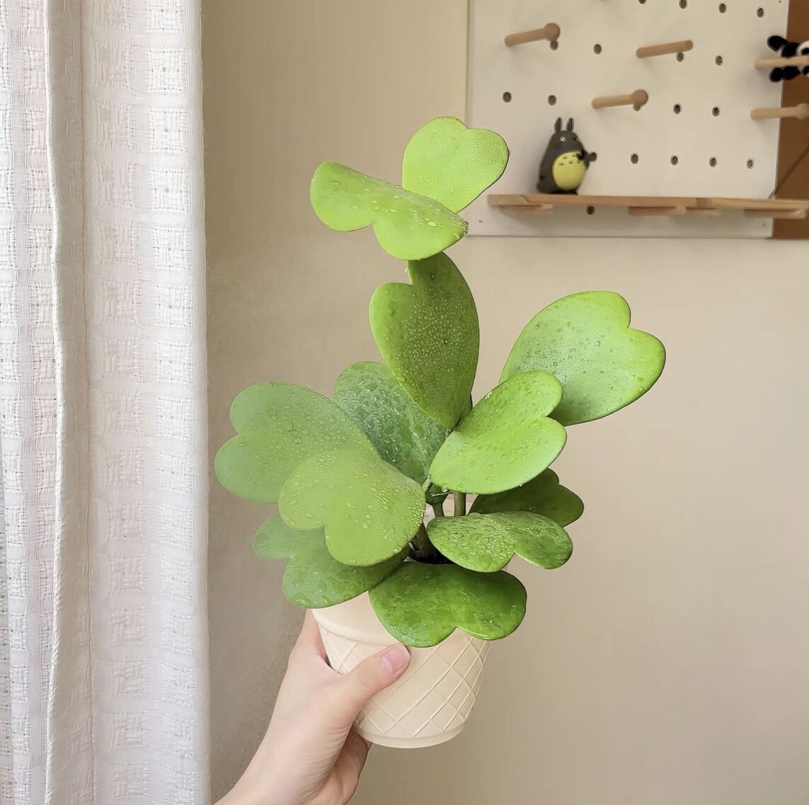 植物星球园