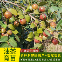 江西高产嫁接长林系油茶苗南方种植油茶树苗杂交中大果杯苗茶树苗