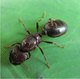 Completely different giant-headed ant blind leaf-cutting ant live ant super large ant workshop castle pet science education