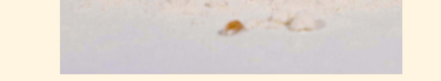 【拍12盒】豫吉网红鱼骨芝士咸味饼干624g