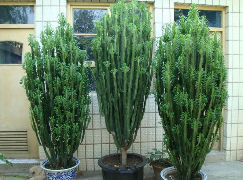 巴西龙骨盆栽 多肉仙人掌植物盆景大颗肉肉防辐射除甲醛花卉包邮