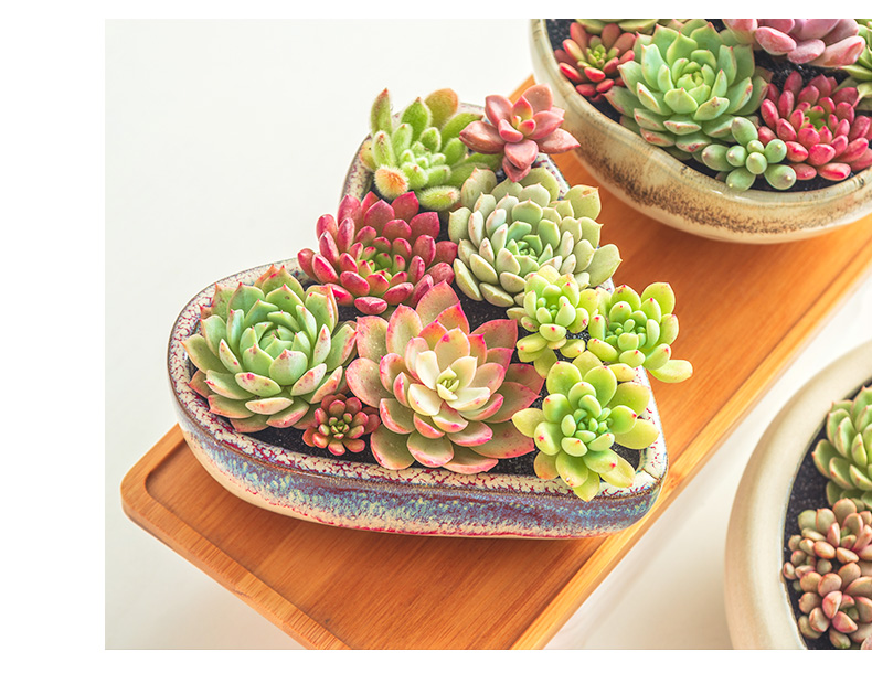 Extra large fleshy plant pot coarse pottery flowerpot is much meat on sale green plant contracted creative other platter ceramics