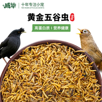 Eight-brother-in-wren painting brow food feed bird grain gold Wuku worm maggots dry fly maggots dry food grain nutrition worms