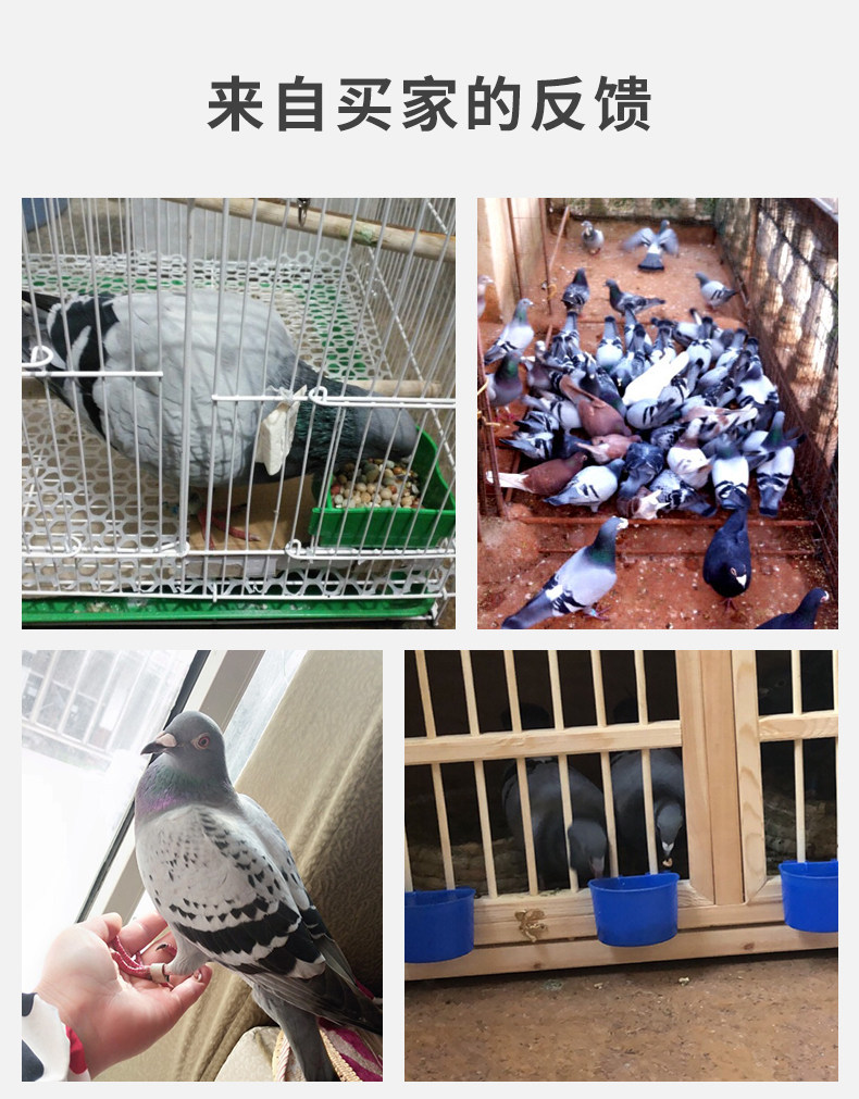 Корм для молодых голубей _14.jpg