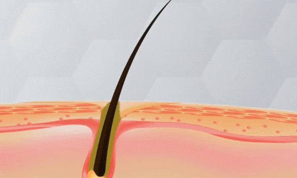12.gif