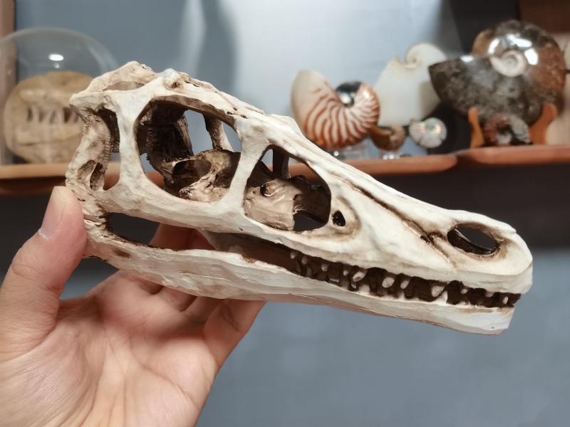 Velociraptor Skull Fossil Model Dinosaur Fossil Specimen Photo Frame Science Education Ornament Landscaping Decoration Creative Gift