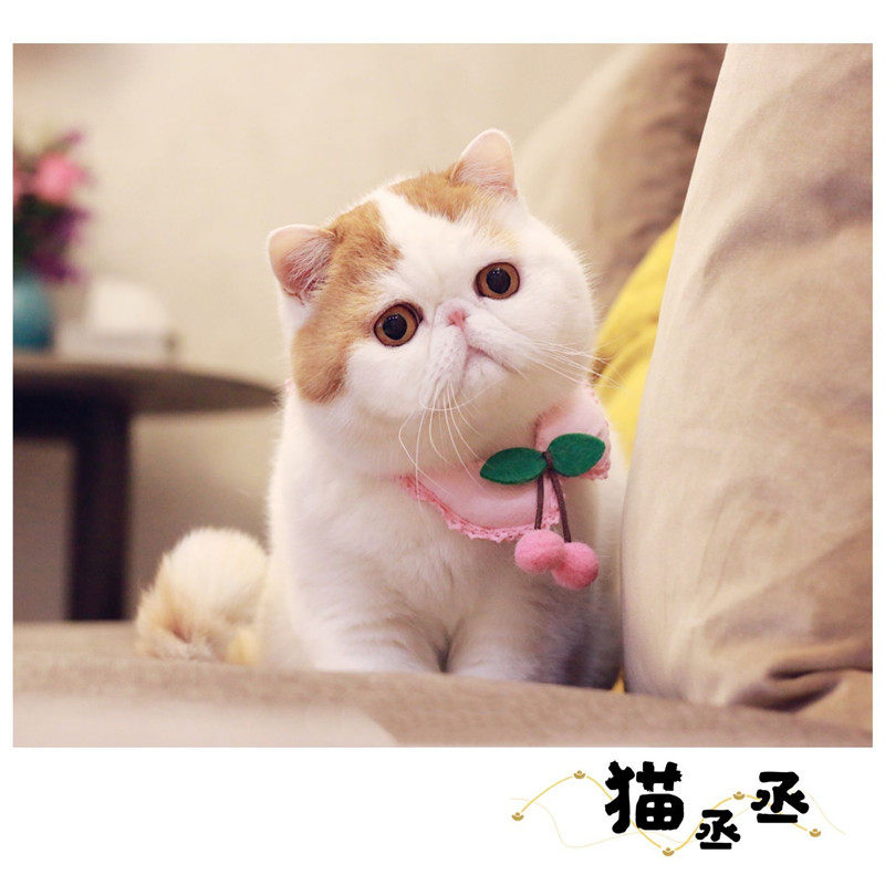 (Cat Jo Jo Jo Jo Jo) Handmade kitty Item Circle Cute Pet Scarf Neckline Scarf ornaments Small cat dog photo selling cute accessories