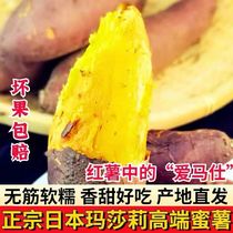 Japanese Masali Red Yao Sweet Potato Naruto Kintoki Sweet Potato 52 Sugar Heart Shandong Imported Yellow Heart Sweet Potato Golden Sweet Potato