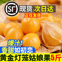 Golden Northeast Girl Fruit Lantern Fruit Girl Fruit Seasonal Fresh Weight Loss Fruit Sweet Yellow Girl Fruit Specialty