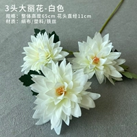 Коричневая 3-х голова Далия (белая