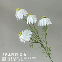 4 солнечные хризантемы (белые)