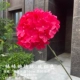 Lollipop Hydrangea-Rose Red