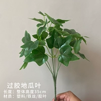 Светло -зеленая ручка листьев сладкого картофеля (зеленый)