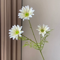 3 летние хризантемы (белые)