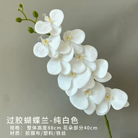 Озеро голубое phalaenopsis (чистый белый)