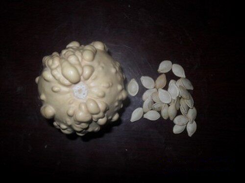 Natural pot plant (indoor and outdoor) large and medium pimple hoist seed can be cultivated perennially with 10 yuan