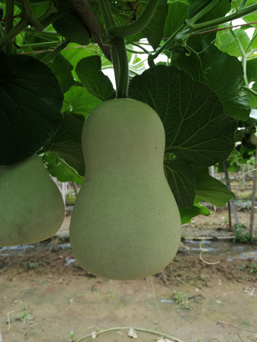 The seed of fat pier hoist seed is 10 yuan over the seed of long hoist