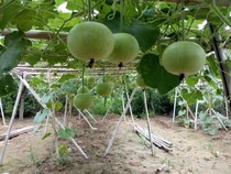 Natural gourd Persimmon Apple round gourd seed full 10 yuan automatic