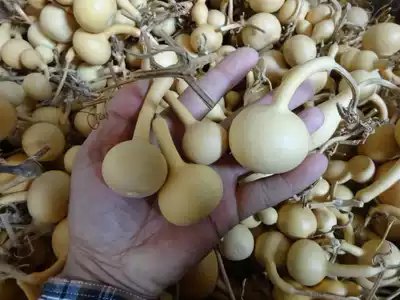 Natural small gourd, local small gourd, single belly, single mouth, small gourd, round gourd