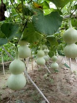 Natural wild gourd Big Eight Treasure ya waist gourd seeds full 10 yuan automatic