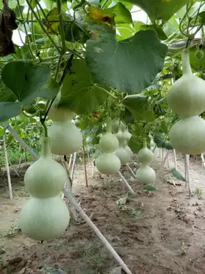 Natural wild gourd Big Eight Treasure ya waist gourd seeds full 10 yuan automatic