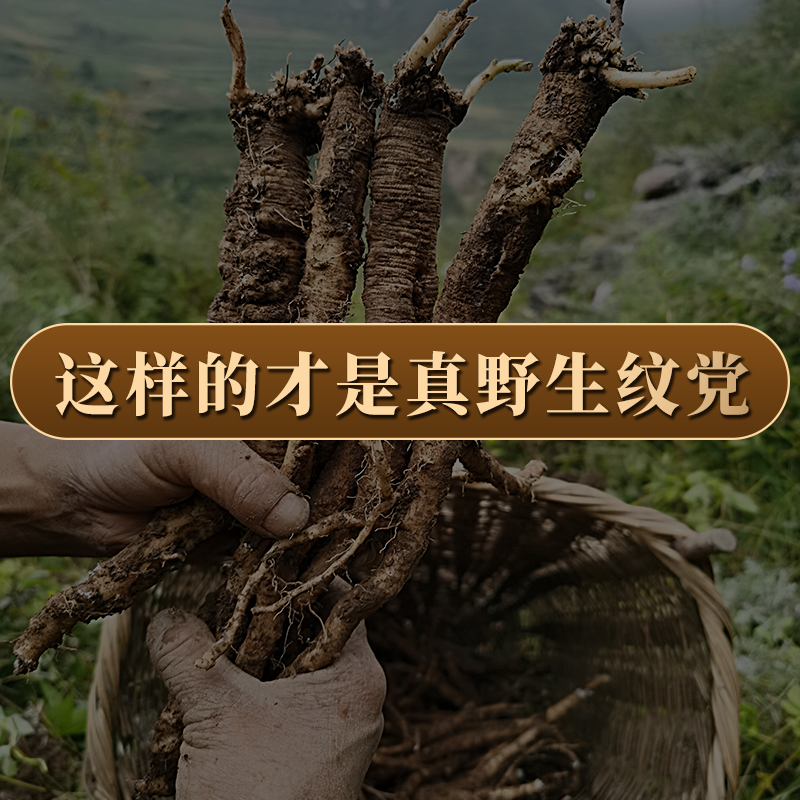 Pure wild positive tattooenopsis pilosula 500 gr g natural pure no sulphur Gansu Province Wenxian Medicinal Herb Special Grade Old Shen Soak water
