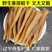 Geoduck dried ivory clam Sea bamboo shell shell Weevil stick sea thorn sea clam Dried Dandong specialty dried seafood