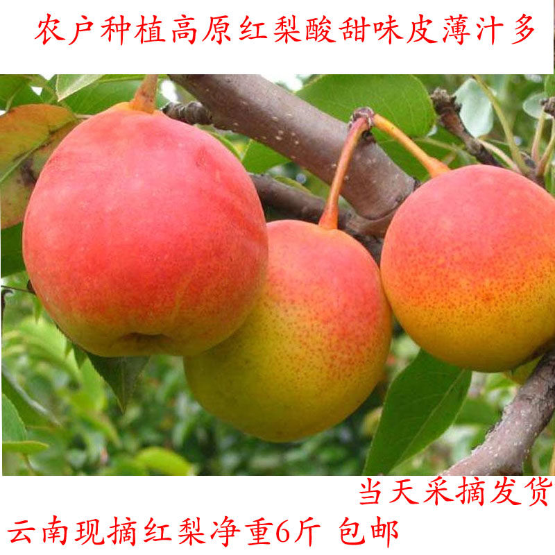 云南红梨火把梨,高原小红梨的甜蜜诱惑,你尝过吗?-梨-淘宝好物网