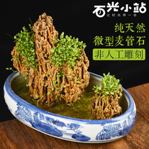 Small straw stone on water stone absorbent stone bonsai rockery original stone micro landscape vein stone plant fossil