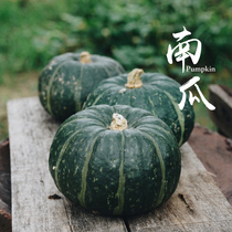 Festive Dinner Season Limited Pumpkin Girl with Dog Family Bebe pumpkin 5 catties (72 hours to ship)