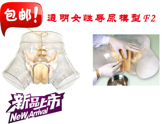 透明女性导尿模型透明导尿模拟人插管导尿人体模型教学培训