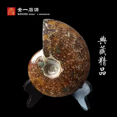 Natural Madagascar fortune snail fossil Jade snail stone ornaments specimens special new products