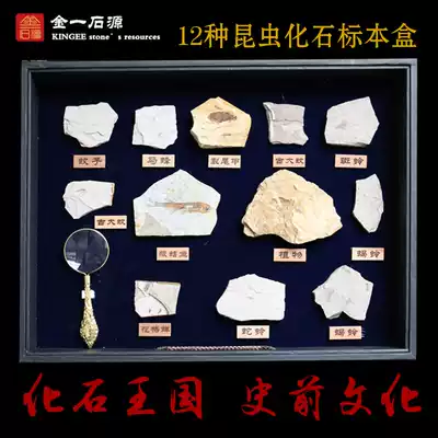 Natural more fossils cartridge trilobites insect fish fossil stone stone decoration stone gift