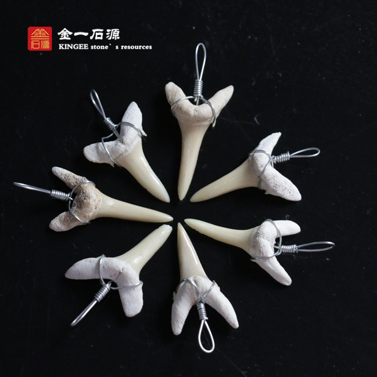 Special price natural Moroccan shark tooth giant tooth shark fossil original stone kop specimen