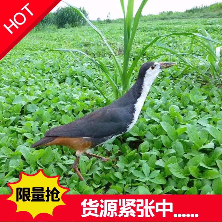 Boutique white-faced water chicken specimen white-faced water chicken fake coal model outdoor supplies white-faced water chicken fake coal ornament model