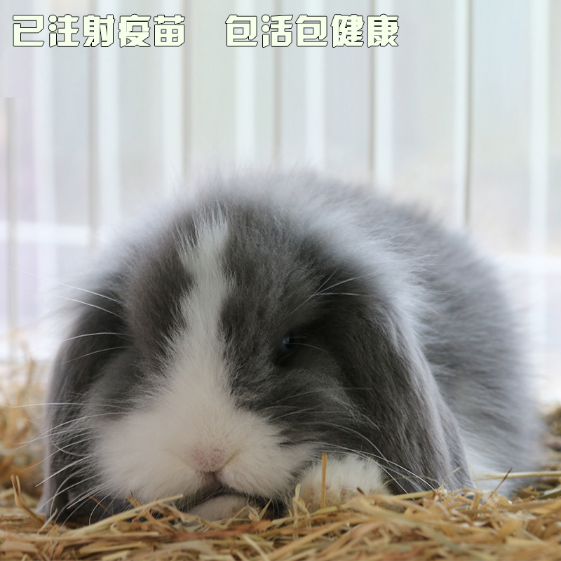 long haired floppy eared rabbit