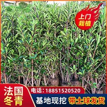 French Winter Green Coral Tree China Winter Green Tree Slim Courtyard Green Fence Wall Plant All Season Evergreen
