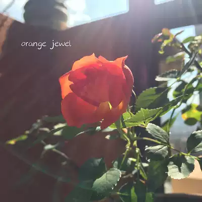 Freight compensation special shot