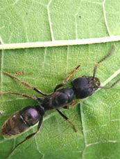 Муравей Pet ants nodifera