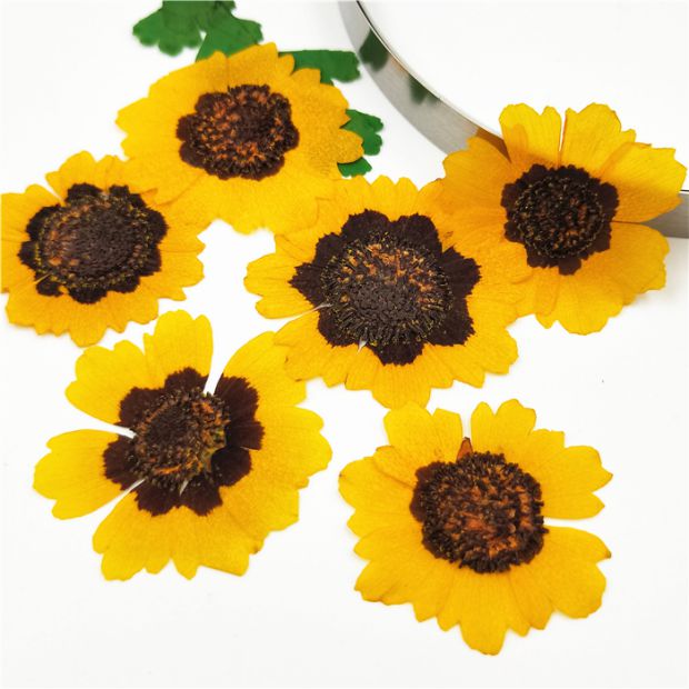 Bicolor Gold Chicken Chamomile Flower Embossing Drop Glue Drying Flower Phone Protection Shell Plant Specimen Children Bookmark Handmade Material Diy