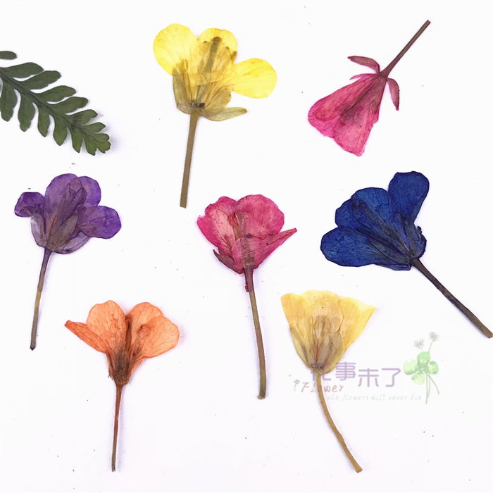 Rapeseed Natural Color Dried Flower Embossing Material Herbarium DIY Epoxy Dried Flower Phone Case