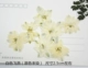 Feiyan White 12 цветов