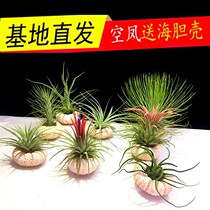 Air pineapple no soil plants Old people green plants Set must be small octopus marshmallow sea urchin shell desk