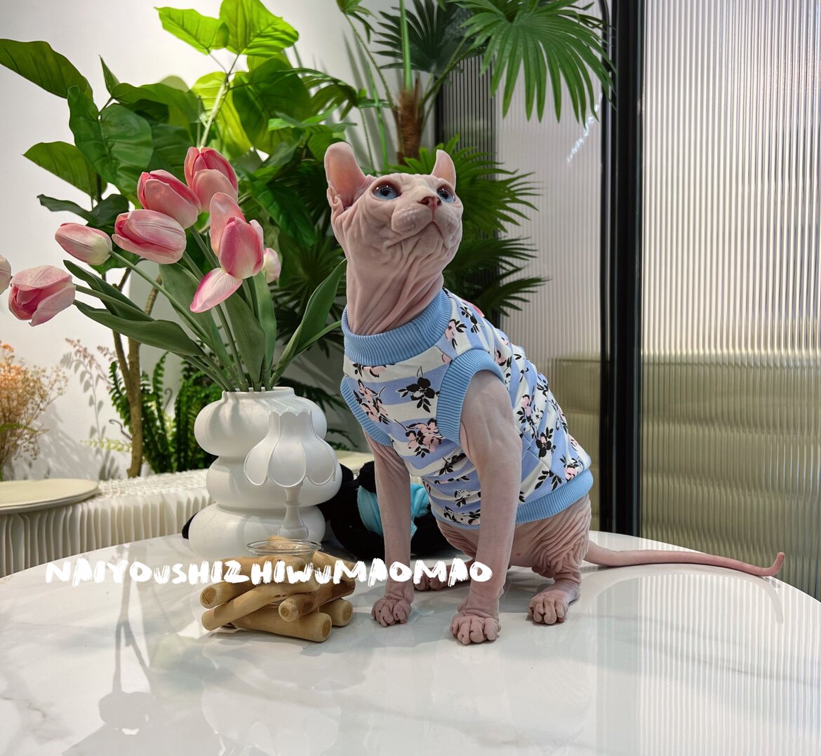 Cream is a hairless cat Spinx Stephen Koenis Pure Cotton Flexibility New Pet Cat Clothes