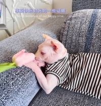 Cream is only hairy cat Devon Sfinks cat clothes Summer kitty ultra-thin breathable no-fury-cat vest